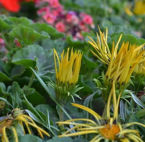 Πανσιόν La Maga Del